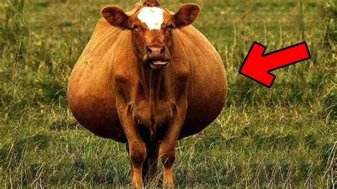 Mucca incinta in un pascolo