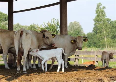 Fotografia di una mucca con quattro vitellini