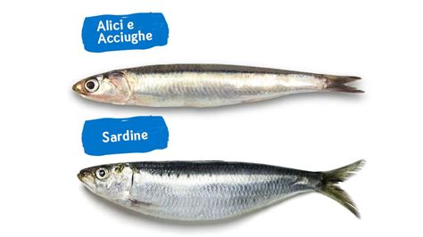 Confronto visivo tra acciughe e alici