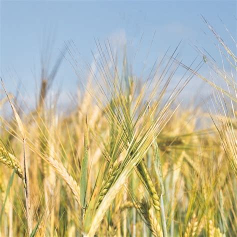 Campo di farro maturo