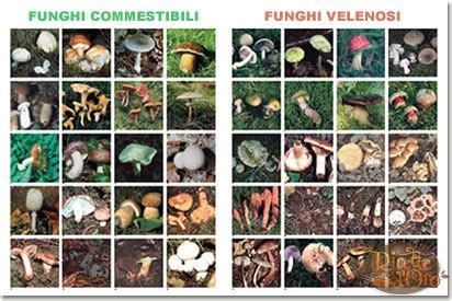Funghi commestibili e velenosi a confronto