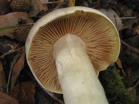 Entoloma sinuatum giovane e adulto