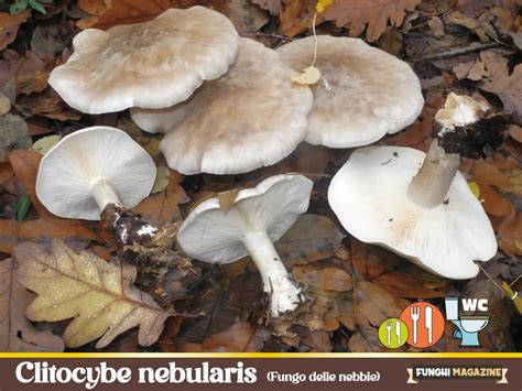 Clitocybe nebularis in crescita