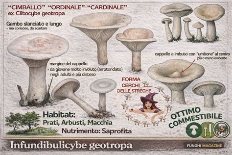 Infundibulicybe geotropa, il fungo a imbuto