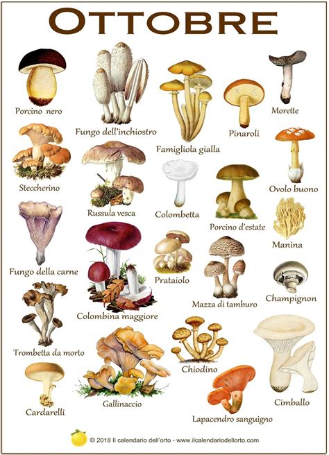 Diversi tipi di funghi commestibili e velenosi