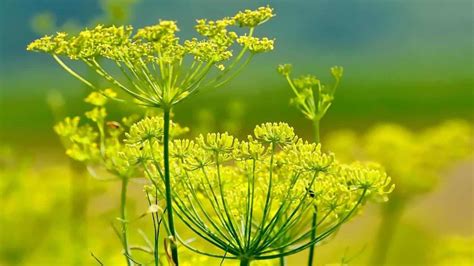 Infiorescenza di finocchio