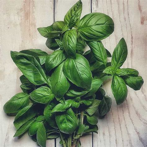 Foglie di basilico fresco pronte per essere usate