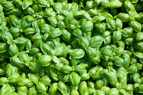 Pianta di basilico genovese DOP