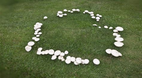 Cerchio di funghi in un prato