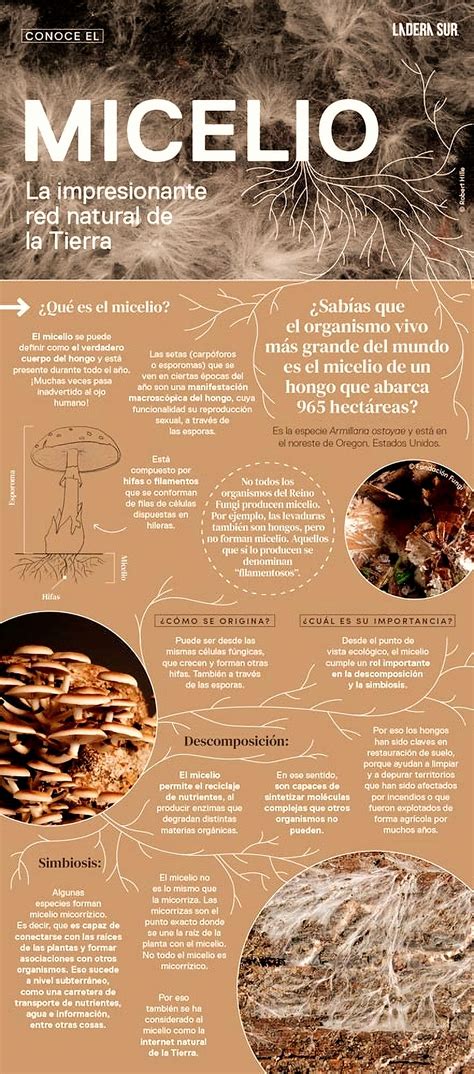 Diagramma della crescita radiale del micelio fungino