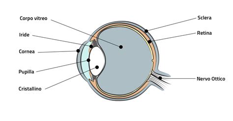 Diagramma dell'iride umana con le sue correlazioni corporee