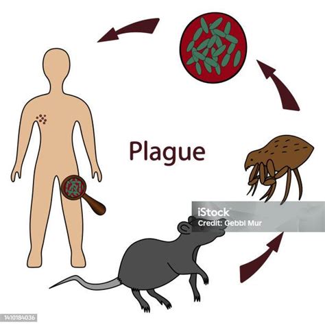 Illustrazione del ciclo di trasmissione della peste: roditore, pulce e uomo