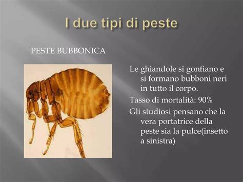 Illustrazione di un bubbone della peste