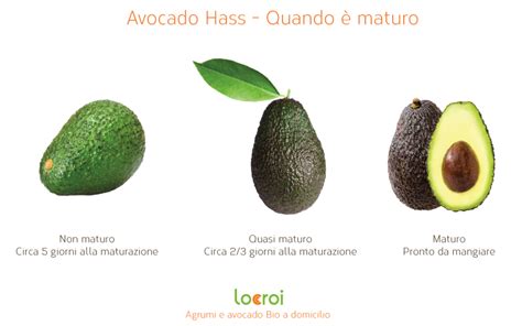 Avocado maturo pronto per essere tagliato