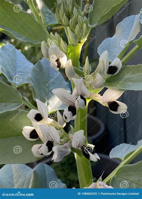 Pianta di fava in fiore