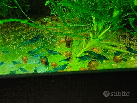 Gamberetti rossi in acquario