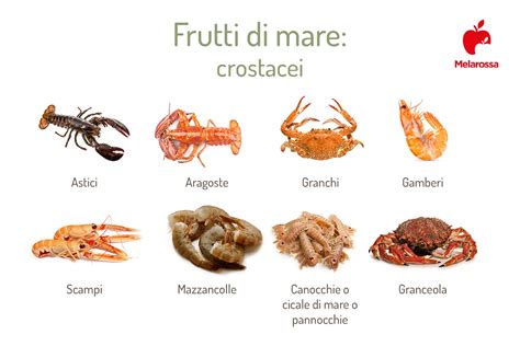 Schema anatomico di un crostaceo