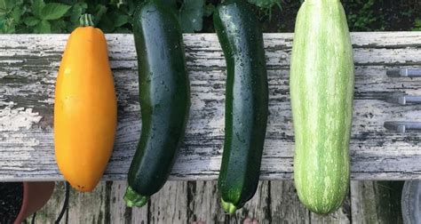 Zucchine di diverse varietà e dimensioni