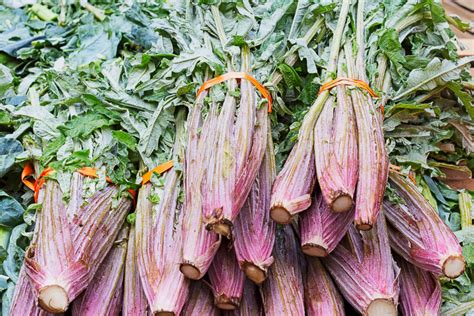 Varietà di cardi selvatici