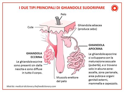 Ghiandole sudoripare eccrine e apocrine
