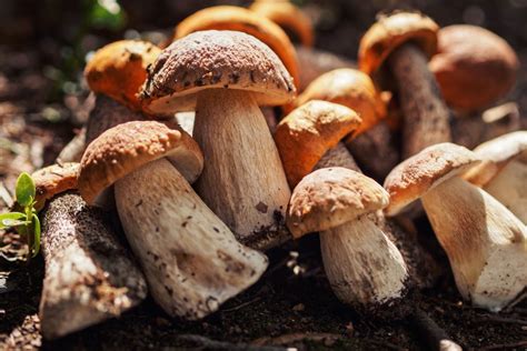 Funghi commestibili selvatici e coltivati