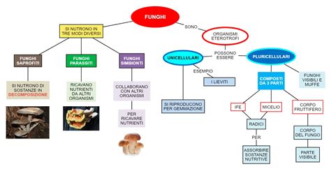 Schema comparativo funghi commestibili e velenosi