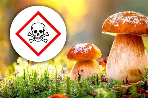 Icona di pericolo funghi velenosi