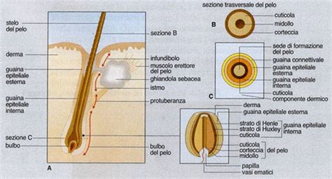 diagramma follicolo pilifero