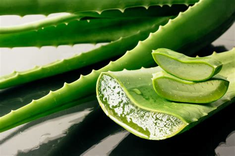foglie di aloe vera