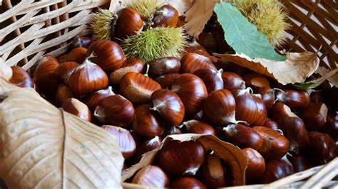 Castagne fresche raccolte in autunno