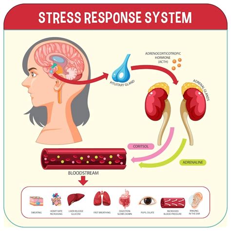 Schema che illustra la risposta allo stress nel corpo umano