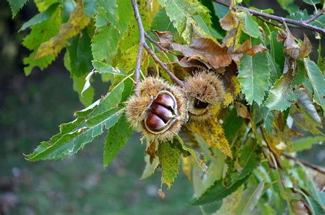 Albero di castagno con castagne