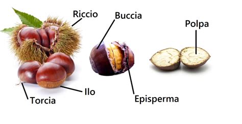 Struttura di un riccio di castagna
