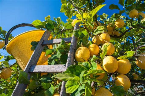 Raccolta manuale di limoni