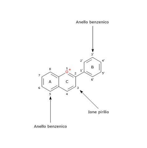 Struttura chimica degli antociani