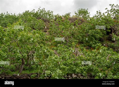 Immagine di una piantagione di pistacchi, per evocare la qualità delle materie prime