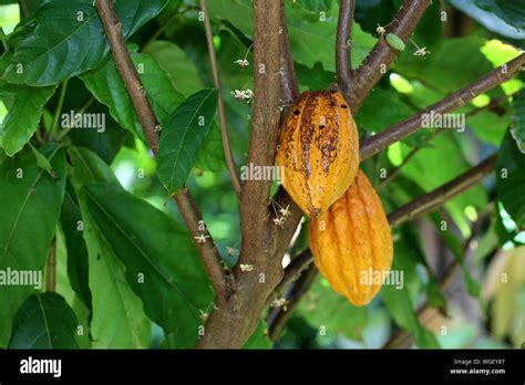 Albero di cacao con cabosse