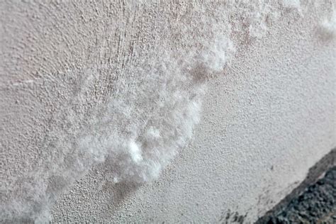 muffa bianca su salame