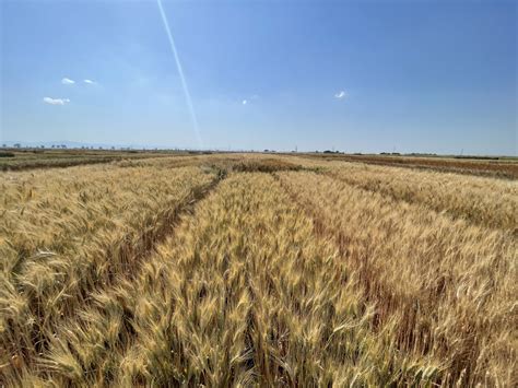 Campo di grano duro maturo al sole