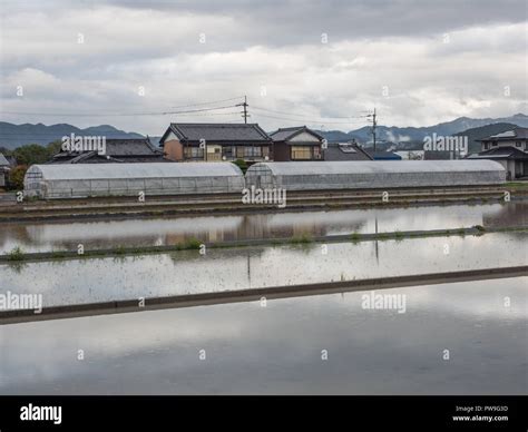 Campo di riso allagato con cielo nuvoloso