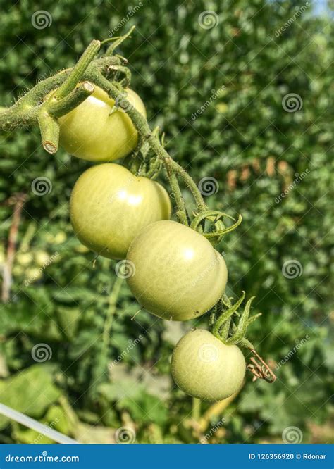 Pomodori maturi sulla pianta