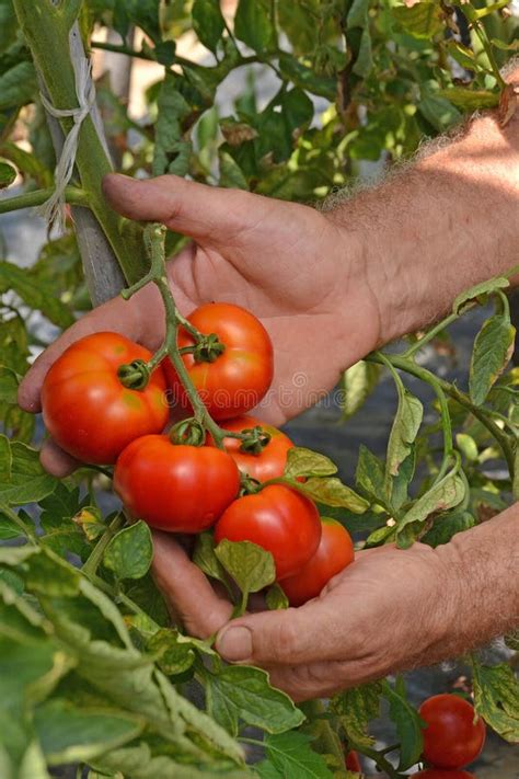 Mani che raccolgono pomodori con forbici