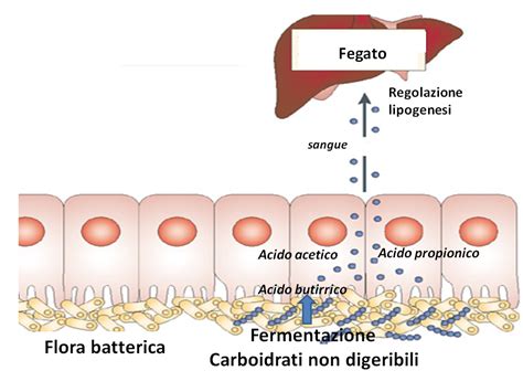 Grafico che illustra la relazione tra assunzione di fibre e salute intestinale