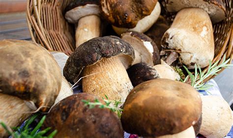 Funghi porcini freschi affettati