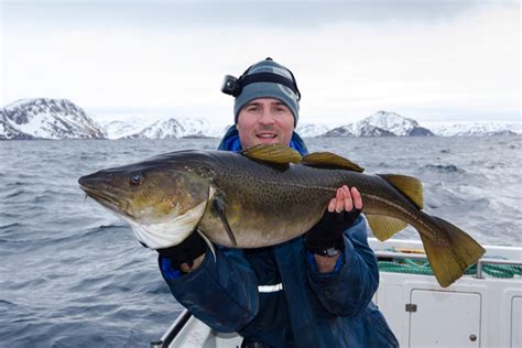 Pesca del merluzzo nordico