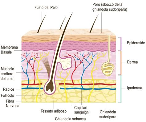 Schema di una escoriazione cutanea con i suoi strati