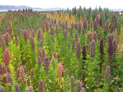 Pianta di quinoa in un campo