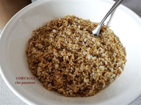Chicchi di grano integrale cotti
