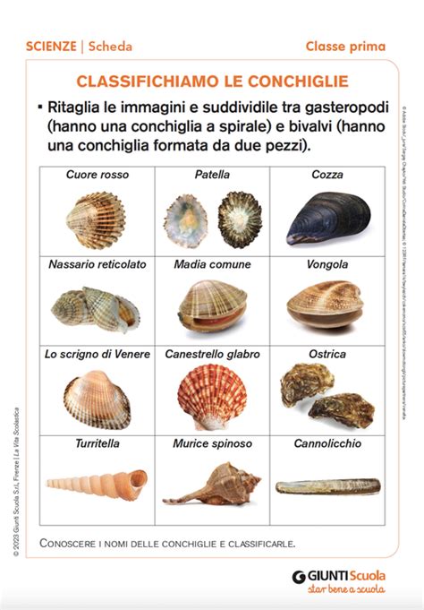 Diverse tipologie di conchiglie su uno scoglio