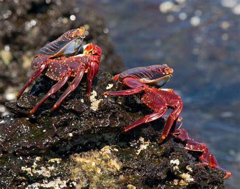 Un granchio che si mimetizza tra le rocce